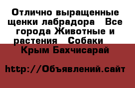 Отлично выращенные щенки лабрадора - Все города Животные и растения » Собаки   . Крым,Бахчисарай